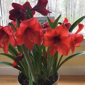 Meet your Posher, Loriann